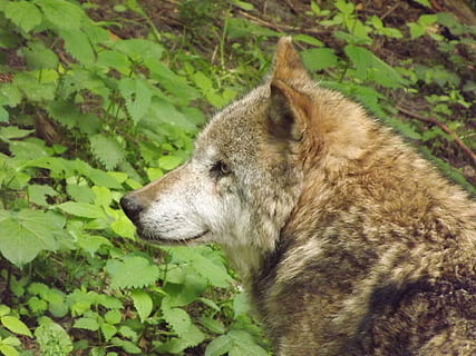 Brun, ulv, stående, Mark, rovdyr, ulvhoved, et dyr, dyr, dyre temaer, pattedyr, dyr i naturen, hvirveldyr, dyreliv, hunde, hund, dyr kropsdel, plante, indenlandske, ingen mennesker, dyr hoved, natur, kæledyr, husdyr, tæt på, jord, profilvisning, 4K, CC0, offentligt domæne, royaltyfrie