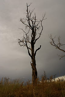 brown leafless tree, brown, tree, sky, storm, dead tree, bare tree, landscape, nature, plant, no people, tranquility, branch, beauty in nature, non-urban scene, land, environment, tranquil scene, cloud - sky, scenics - nature, day, field, trunk, tree trunk, outdoors, dead plant, isolated, 4K, CC0, public domain, royalty free