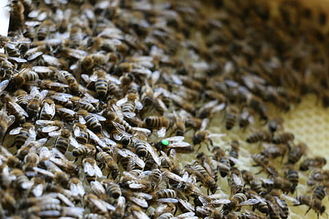 bijen, kammen, insect, bijenkoningin, honing, bijenkorf, imker, honing kammen, honingraatstructuur, bijen fokken, bijenteelt, productie van honing, honingbij, honingraat, brommen, hardwerkend, dieren wereld, natuur, selectieve aandacht, volledig kader, geen mensen, overvloed, grote groep dieren, ongewerveld, groep dieren, detailopname, achtergronden, dier, dieren in het wild, grote groep objecten, dierenleven, dierlijke thema's, dag, land-, veld-, buitenshuis, droog, 5K, CC0, publiek domein, royaltyvrij