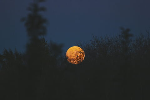 silhuet foto, måne, nattetid, fotografering, græs, cirkel, rund, mørk, nat, himmel, træ, silhuet, natur, udendørs, ingen mennesker, skønhed i naturen, astronomi, plante, ro, rolig scene, fuldmåne, scenics - natur, plads, lav vinkel visning, vækst, skumring, jord, planetmåne, måneskin, 5K