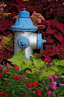 požární hydrant, hydrant, modrý, stříbrný, květinový, městský, bezpečnost, voda, oheň, kov, nouzový, požární prevence, květ, zelená, nebezpečí, zachránit, prevence, zařízení, listy, ventil, venkovní, barva, Červené, ochrana, venku, lucerna, rostlina, list, rostlinné části, růst, Příroda, kvetoucí rostlina, den, nikdo, detail, zelená barva, svěžest, bezpečnostní, park, 5K, CC0, veřejná doména, bez autorských práv