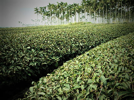 čaj, areca catechu, strom, krajina, areca catechu strom, Příroda, zemědělství, rostlina, zelená barva, růst, pole, hospodařit, list, venku, venkovské scény, oříznutí, nikdo, v řadě, letní, zeleniny, přistát, krása v přírodě, klid, scenics - příroda, rostlinné části, klidné scény, den, životní prostředí, plantáž, 4K, CC0, veřejná doména, bez autorských práv