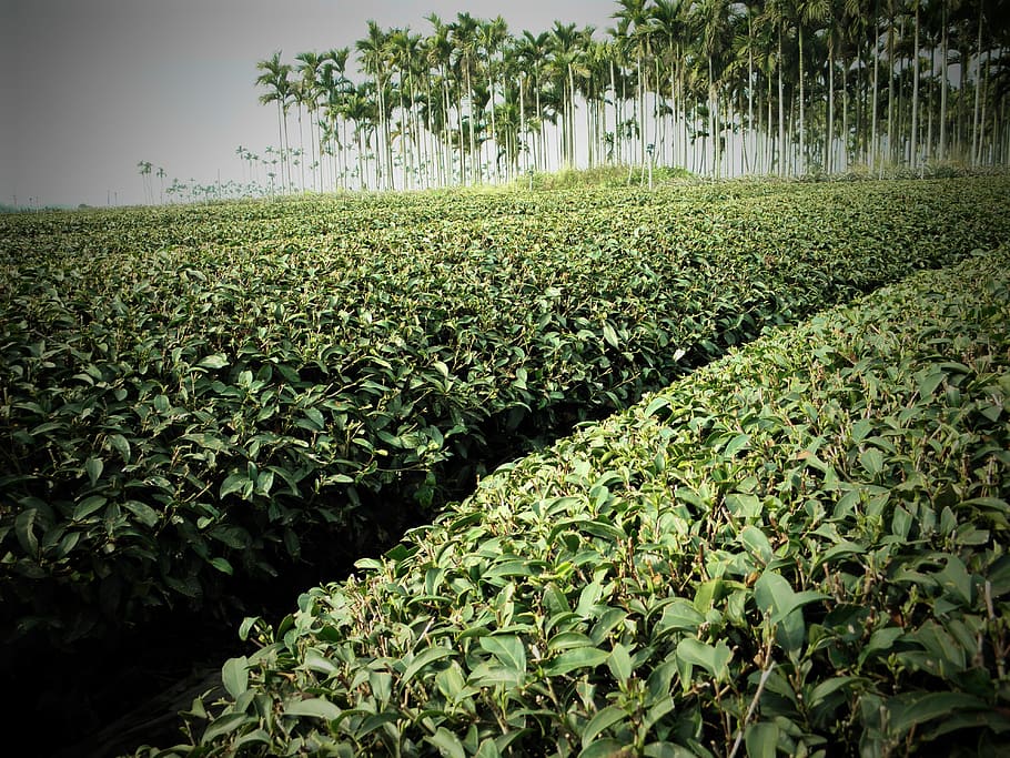 te, areca catechu, arbre, paisatge, naturalesa, agricultura, planta, color verd, creixement, camp, granja, full, a l'aire lliure, escena rural, cultiu, cap gent, en fila, estiu, vegetals, terra, bellesa a la natura, tranquil·litat, escenics - natura, part de la planta, escena tranquil·la, dia, medi ambient, plantació, 4K