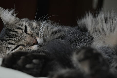 kat, killing, sovende, indenlandske kat, dyre temaer, kæledyr, husdyr, feline, et dyr, pattedyr, dyr, indenlandske, lempelse, tæt på, indendørs, selektiv fokusering, lukkede øjne, ingen mennesker, ligger ned, hvilende, dyr kropsdel, bakkenbart, hyggelig, dyr hoved, tabby, napping, 4K, CC0, offentligt domæne, royaltyfrie