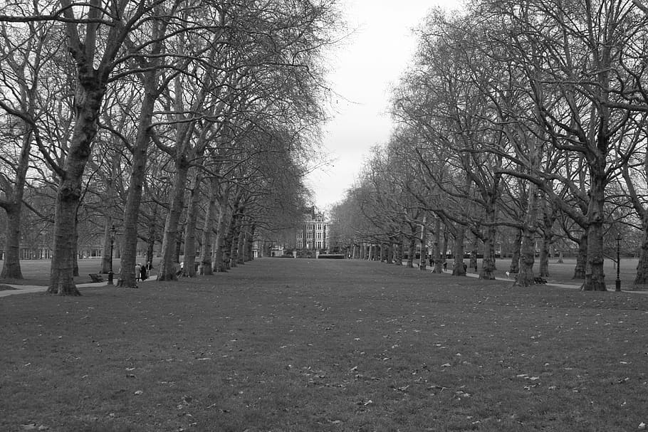 gris, perspectiva, caure, decisió, espai, parc, arbres, Londres, simetria, blanc i negre, arbre, parc - l'home va fer espai, planta, arbre nu, el camí a seguir, naturalesa, direcció, perspectiva decreixent, dia, tranquil·litat, cap gent, treelined, escena tranquil·la, cel, terra, creixement, a l'aire lliure, branca, tronc, tronc de l'arbre, canvi, 4K