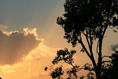 sunset, cloud, edge, gilt, glow, orange, gold, tree, sky, plant, beauty in nature, silhouette, cloud - sky, scenics - nature, growth, tranquility, low angle view, nature, no people, tranquil scene, branch, outdoors, idyllic, dramatic sky, sunlight, orange color, 4K, CC0, public domain, royalty free