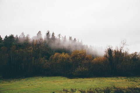 trees, covered, fog, forest, sea, cloud, sky, grass, field, woodland, smoke, tree, hd wallpaper, wallpaper, peace, mystery, peaceful, early, plant, landscape, autumn, environment, land, tranquil scene, scenics - nature, tranquility, beauty in nature, nature, pine woodland, pine tree, no people, non-urban scene, coniferous tree, outdoors, change, 5K, CC0, public domain, royalty free