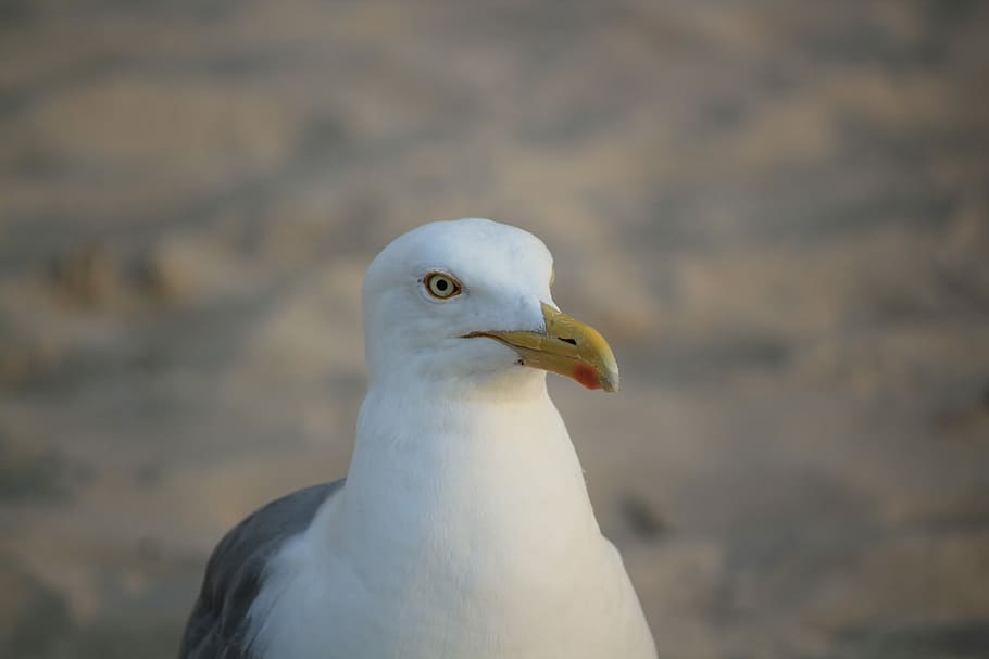 Gaviota, blanco, retrato, posando, el jefe de la, pájaro, un animal, animales en la naturaleza, temas de animales, fauna animal, centrarse en primer plano, animal, vertebrado, día, de cerca, nadie, naturaleza, al aire libre, el color blanco, parte del cuerpo del animal, cabeza de animal, mirando, mirando a otro lado, pico, 5K