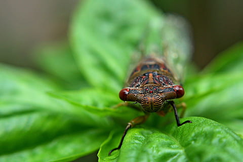 insecte, error, natural, un animal, temes d'animals, animals a la natura, animal, invertebrat, fauna animal, part de la planta, full, primer pla, color verd, enfocament selectiu, naturalesa, cap gent, dia, planta, centrar-se en primer pla, a l'aire lliure, part del cos dels animals, macro, ull d’animals, 2K, CC0, domini públic, lliure de regalies