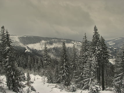 vinter, træer, sne, kold, frost, pift, stå på ski, bjerge, januar, februar, is, himmel, Skov, landskab, fjern, natur, udendørs, træ, bjerg, scenics, hvid, koldtemperatur, plante, kold temperatur, skønhed i naturen, rolig scene, ro, scenics - natur, jord, ingen mennesker, vækst, ikke-urbane scene, dag, sky - himmel, nåletræ, fyrretræ, snedækket bjerg, fyrreskov, 2K, CC0, offentligt domæne, royaltyfrie