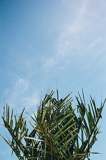 pohon palem hijau, hijau, pohon palem, musim panas, alam, langit, daun, Daun-daun, pohon, di luar rumah, tropis, pohon sagu, telapak tangan, biru, menanam, awan - langit, tidak ada orang, hari, pertanian, pertumbuhan, tampilan sudut rendah, keindahan di alam, ketenangan, warna hijau, tanaman, sinar matahari, bagian tanaman, tanaman sereal, bidang, daun palem, 5K, CC0, domain publik, bebas royalti