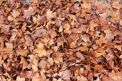 brune blade, efterår, blad, Brun, mønster, struktur, oktober, september, blade på jorden, skovbund, falde leafe, bladkuld, efteråret leafe, faldet leafe, lave om, baggrunde, fuld ramme, plante del, overflod, tør, blade, ingen mennesker, natur, stor gruppe af objekter, dag, faldende, tæt på, høj vinkel visning, skønhed i naturen, skrøbelighed, Mark, udendørs, ahorn blad, naturlig tilstand, efterårssamling, 5K, CC0, offentligt domæne, royaltyfrie