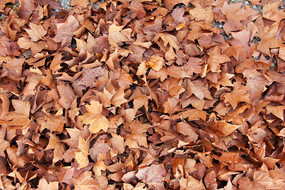 fulles marrons, caure, tardor, full, marró, patró, textura, octubre, setembre, fulles a terra, sòl del bosc, caiguda, llenceria de fulles, full de tardor, bola caiguda, canvi, fons, marc complet, part de la planta, abundància, sec, fulles, cap gent, naturalesa, gran grup d'objectes, dia, caient, primer pla, vista d’angle alt, bellesa a la natura, fragilitat, camp, a l'aire lliure, fulla d'auró, condició natural, col·lecció de tardor, 5K
