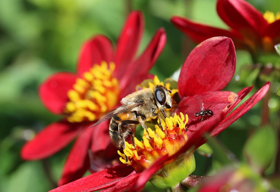 hoverfly, volar de fem, insecte, cerca de nèctar, recollir nèctar, dalia, mignon-dahlia, vermell, animal, flor, naturalesa, formiga volant en anflug, un animal, animals a la natura, temes d'animals, pètal, planta amb flors, invertebrat, fauna animal, bellesa a la natura, cap de flor, fragilitat, planta, vulnerabilitat, creixement, primer pla, abella, frescor, polinització, pol·len, cap gent, ala dels animals, papallona - insecte, 4K