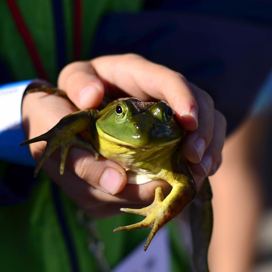 granota, Fira, saltar, nen, activitat, noi, fira del comtat, diversió, felicitat, infància, jugar, feliç, estiu, amfibi, indiana, elkhart, un animal, temes d'animals, fauna animal, rèptil, una persona, animal, mà humana, mà, celebració, persones reals, animals a la natura, part del cos humà, vertebrats, centrar-se en primer pla, primer pla, dia, color verd, persona irreconeixible, naturalesa, dit, 2K