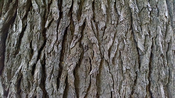escorça, arbre, textura, fons, pi, aspre, tronc de l'arbre, primer pla, material de fusta, marc complet, tronc, patró, cap gent, planta, patró natural, dia, escorça de la planta, naturalesa, a l'aire lliure, marró, resistent, creixement, efecte texturat, gra de fusta, condició natural, 4K, CC0, domini públic, lliure de regalies