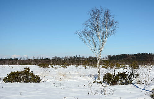 zimní, sníh, strom, jednotlivě, bříza, Studený, krajina, Heide, Příroda, zasněžený, studená teplota, krása v přírodě, nebe, rostlina, klidné scény, scenics - příroda, klid, čisté nebe, mimoměstské scény, voda, nikdo, přistát, modrý, holý strom, venku, zasněžené hory, 4K, CC0, veřejná doména, bez autorských práv