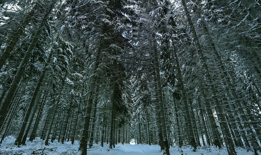 zimní, sníh, zimní les, bílý, Příroda, krajina, les, strom, venku, mráz, studená teplota, rostlina, krása v přírodě, přistát, růst, klid, scenics - příroda, klidné scény, kufr, kmen stromu, mimoměstské scény, den, krytina, nikdo, borovice, teplé oblečení, jehličnatého stromu, sněží, 5K