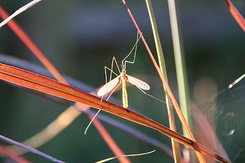 insecte, schnake, llum de fons, tancar, primer pla, temes d'animals, animal, un animal, invertebrat, fauna animal, centrar-se en primer pla, planta, animals a la natura, cap gent, naturalesa, creixement, dia, bellesa a la natura, herba, color verd, fulla d'herba, tija de la planta, a l'aire lliure, 5K, CC0, domini públic, lliure de regalies