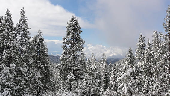 Winter, Wald, winterlich, Bäume, kalt, schneebedeckt, Pflanze, Baum, Schnee, kalte Temperatur, Schönheit in der Natur, ruhige Szene, Himmel, Ruhe, Nadelbaum, Kiefer, Natur, Nicht-städtische Szene, wolke - himmel, Land, Szenen - Natur, keine Leute, Umgebung, Kiefernwald, immergrüner Baum, schneebedeckter Berg, Tannenbaum, 2K, CC0, gemeinfrei, lizenzfrei