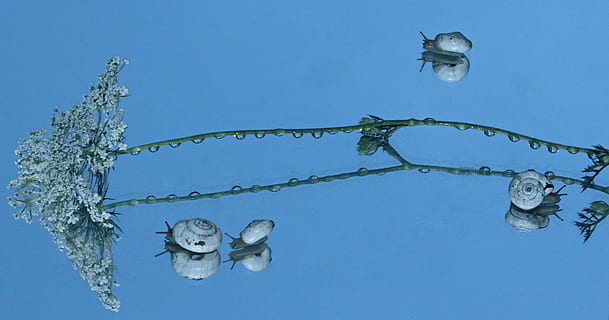lumache, conchiglia, riflessione, specchio, il mio sabato, blu, natura, cielo, acqua, girato in studio, sfondo colorato, nessuno, sfondo blu, cielo sereno, pianta, mare, subacqueo, temperatura fredda, congelato, all'aperto, trasparente, avvicinamento, creatività, composito digitale, 4K, CC0, dominio pubblico, privo di copyright