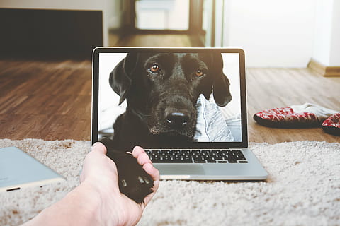 black, labrador retriever screengrab, laptop, apple, macbook, computer, browser, bed, room, dog, video, call, communication, hand, pets, wireless technology, using laptop, animal, technology, one animal, domestic animals, animal themes, domestic, human body part, human hand, mammal, connection, canine, one person, 4K, CC0, public domain, royalty free