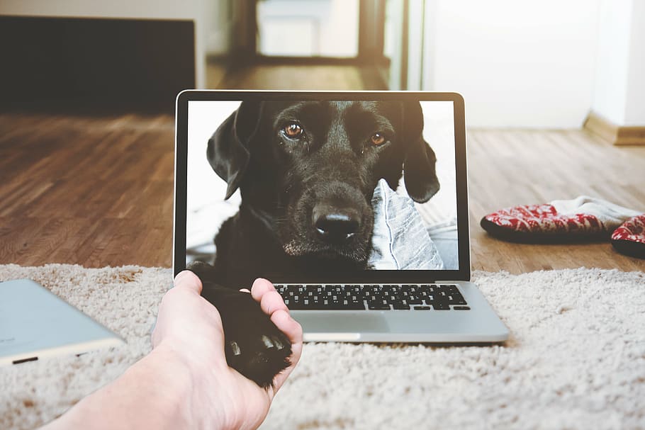 negre, xapa de labrador retriever, portàtil, poma, MacBook, ordinador, navegador, llit, habitació, gos, vídeo, anomenada, comunicació, mà, mascotes, tecnologia sense fils, usant portàtil, animal, tecnologia, un animal, animals domèstics, temes d'animals, nacional, part del cos humà, mà humana, mamífer, connexió, caní, una persona, 4K