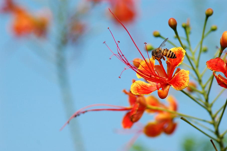 selektiv, fokus fotografie, Biene, rot, Gelb, Blütenblatt Blume, Insekt, Makro, Barbados Stolz, Pfauenblume, Natur, Thailand, Blume, Orange, blühende Pflanze, Pflanze, Zerbrechlichkeit, Verletzlichkeit, Schönheit in der Natur, Frische, Blütenblatt, wirbellos, Nahansicht, Tierwelt, Wachstum, orange Farbe, Tier, Tiere in freier Wildbahn, Fokus auf den Vordergrund, Tierthemen, ein Tier, Blütenkopf, keine Leute, Pollen, Bestäubung, draußen, 2K