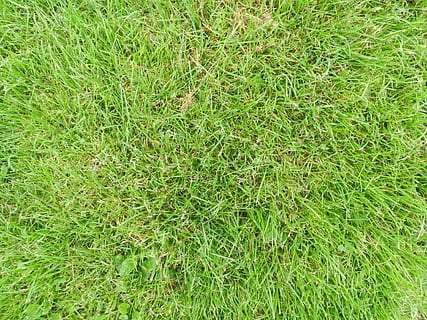 grass, soil, earth, green color, plant, land, full frame, field, backgrounds, nature, high angle view, day, growth, no people, outdoors, directly above, beauty in nature, grass area, landscape, plain, sunlight, lawn, 4K, CC0, public domain, royalty free