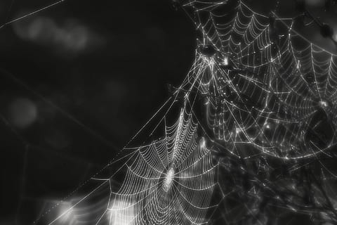 spider, web, cobweb, insect, creepy, black and white, macro, nature, outside, arachnophobia, close-up, fright, luminosity, spider web, fragility, vulnerability, complexity, no people, pattern, focus on foreground, animal, animal themes, arachnid, night, arthropod, natural pattern, invertebrate, beauty in nature, outdoors, black background, 1080P, CC0, public domain, royalty free