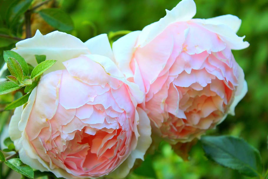 flor, rosa, full, flora, naturalesa, roses roses, planta, natural, disseny, jardí, fullatge, estiu, primavera, brillant, colorit, color, bonic, atractiu, pètals, roses de david austin, vibrant, llum, perfumada, somiador, eteri, saludable, roses velles, primer pla, planta amb flors, bellesa a la natura, frescor, pètal, creixement, color rosa, vulnerabilitat, inflorescència, fragilitat, cap de flor, centrar-se en primer pla, part de la planta, cap gent, dia, peònia, a l'aire lliure, 5K