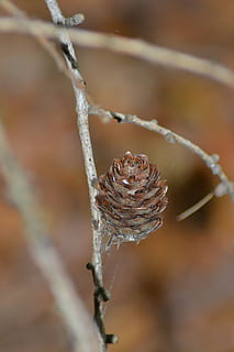 tik, dennenappels, dichtbij, grond, Bos, bosgrond, grenen kas, tak, macro, grenen tak, bruin tikken, natuur, winter, boom, dennenappel, detailopname, seizoen, sneeuw, ijs-, koude temperatuur, focus op de voorgrond, bevroren, schoonheid in de natuur, dag, geen mensen, fabriek, takje, vorst, selectieve aandacht, buitenshuis, plant stengel, groei, dode plant, ijskegel, het smelten, 4K, CC0, publiek domein, royaltyvrij