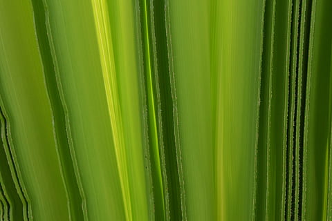 fondo, verde, hoja de palma, estructura, doblez, ligero, color verde, antecedentes, crecimiento, nadie, de cerca, fotograma completo, planta, hoja, belleza en la naturaleza, parte de la planta, naturaleza, modelo, frescura, botánica, árbol, al aire libre, palmera, día, patrón natural, tallo de la planta, planta de bambú, 5K, CC0, dominio público, libre de derechos