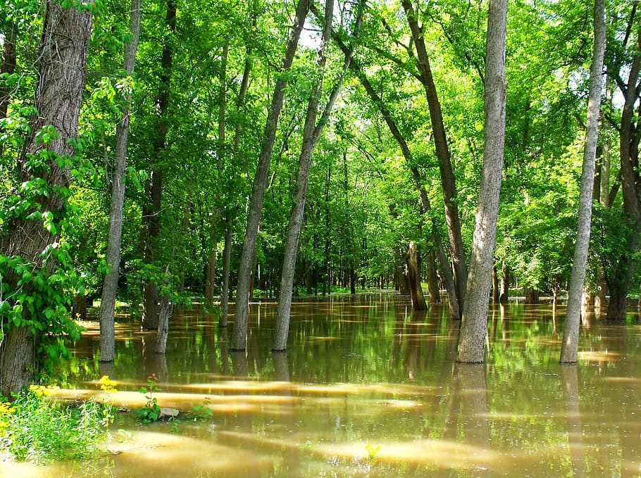 zaplavené, les, stromy, zaplavit, zaplaveny, les, zelená, voda, odraz, strom, Příroda, venku, rostlina, jezero, růst, zelená barva, klid, krása v přírodě, nikdo, klidné scény, kufr, přistát, kmen stromu, scenics - příroda, den, 2K