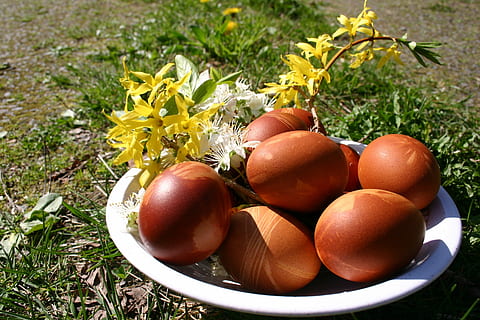 telur, Paskah, musim semi, makanan, alam, rumput, kesegaran, makanan dan minuman, menanam, kesejahteraan, makan sehat, bunga, tidak ada orang, tanaman berbunga, sayur-mayur, hari, buah, tomat, kerentanan, merapatkan, kerapuhan, pertumbuhan, di luar rumah, matang, 2K, CC0, domain publik, bebas royalti
