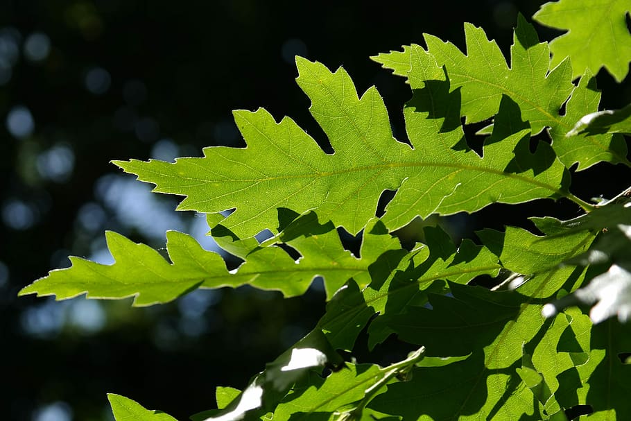 verd, poc profund, foto, full, llum de fons, brilli, brilli a través, Verd clar, irregulars, buchtig lobulat, fulles, regnes zer, roure de gall dindi, arbre, quercus cerris l, roure, quercus, buchengewaechs, fagàcies, ornamentals, color verd, a l'aire lliure, planta, creixement, naturalesa, part de la planta, primer pla, centrar-se en primer pla, dia, llum solar, bellesa a la natura, cap gent, vista d’angle baix, vena de la fulla, assolellat, tranquil·litat, fragilitat, 5K