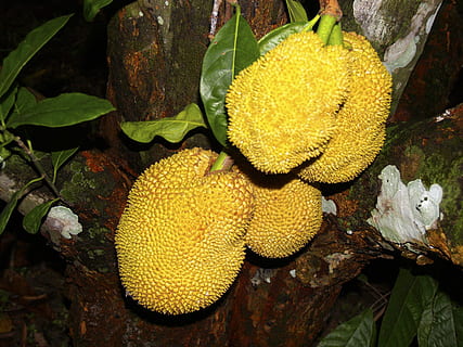 albero di jackfruit, albero, giallo, frutta, giungla, rio de janeiro, brasile, natura, piante, jackfruit, artocarpus heterophyllus, pianta, foglia, parte vegetale, crescita, avvicinamento, nessuno, mangiare sano, bellezza nella natura, giorno, freschezza, cibo, cibo e bevande, colore verde, all'aperto, benessere, concentrarsi sulle conoscenze acquisite, maturo, 2K, CC0, dominio pubblico, privo di copyright
