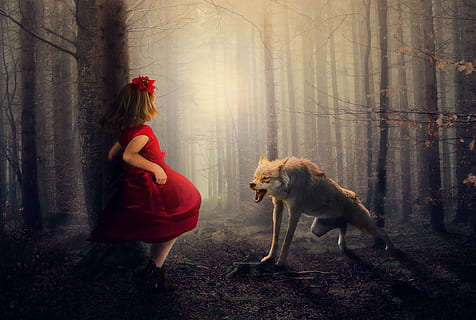 menina, vermelho, vestir, frente, rosnando, Lobo, meio, floresta, madeiras, névoa, Bravo, sombra, capa de equitação, Sombrio, medo, comprimento total, uma pessoa, mamífero, mulheres, pessoas reais, árvore, um animal, roupas, estilos de vida, plantar, natureza, vista lateral, adulto jovem, dia, cabelo, roupa casual, Penteado, ao ar livre, 5K, CC0, domínio público, royalty free
