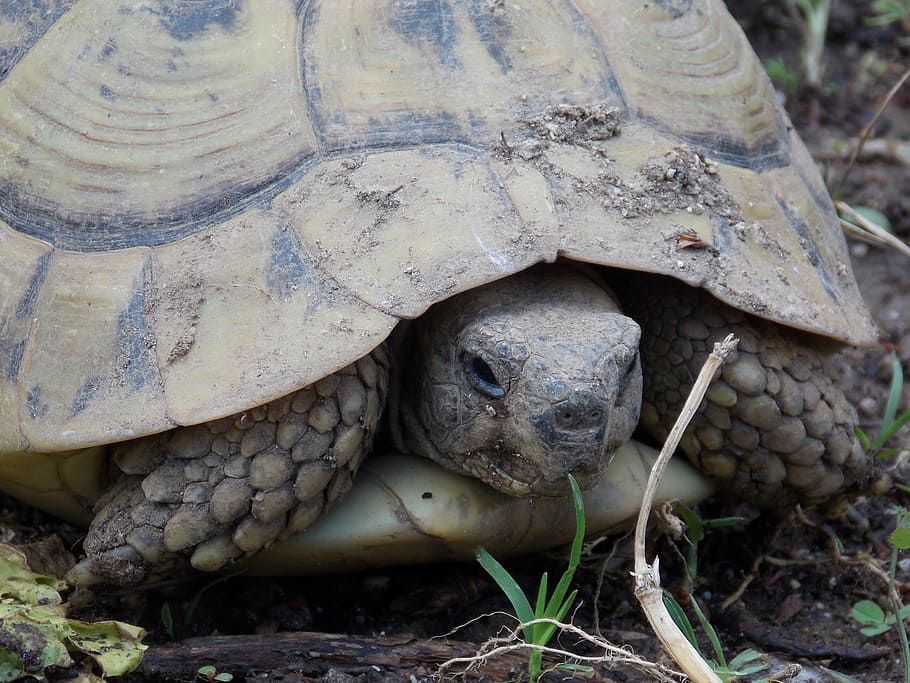 tortuga, tortuga terrestre, naturalesa, primavera, testudo hermanni, rèptil, animal, vida salvatge, closca d’animals, Espècies en perill d'extinció, temes d'animals, vertebrats, un animal, primer pla, dia, fauna animal, animals a la natura, cap gent, terra, shell, camp, part del cos dels animals, a l'aire lliure, cap d’animals, closca de tortuga, 4K