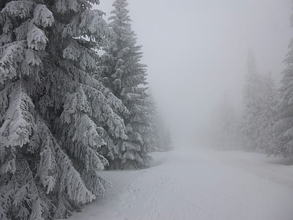 alberi, rivestito, la neve, foto grayscaled, foto, grigio, inverno, bianca, freddo, natura, ghiaccio, Natale, all'aperto, temperatura fredda, tempo metereologico, albero, nevicando, pianta, foresta, terra, Pino, nessuno, bellezza nella natura, scena tranquilla, congelato, la tranquillità, nebbia, cielo, albero di conifere, scenics - natura, giorno, bosco, bosco di pini, albero sempreverde, tempo estremo, bufera di neve, 2K, CC0, dominio pubblico, privo di copyright