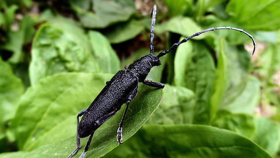 Käfer, Barbe, Makro, Natur, Insekt, Tier, Tierwelt, Nahansicht, wirbellos, grüne Farbe, Blatt, Rüsselkäfer, ein Tier, Tierthemen, draußen, keine Leute, Tiere in freier Wildbahn, Pflanzenteil, Fokus auf den Vordergrund, Pflanze, Tag, schwarze Farbe, Tierantenne, Gastropode, Wachstum, 4K, CC0, gemeinfrei, lizenzfrei