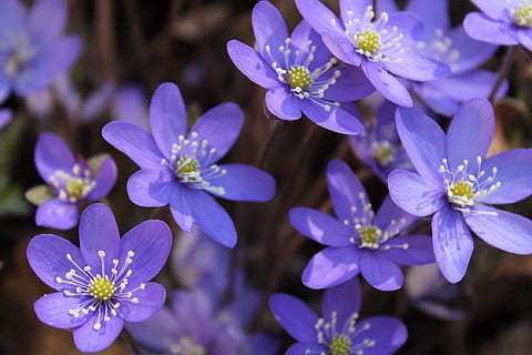 flor, hepatica, primavera, planta amb flors, vulnerabilitat, frescor, planta, fragilitat, bellesa a la natura, porpra, primer pla, pètal, creixement, cap de flor, inflorescència, naturalesa, cap gent, centrar-se en primer pla, botànica, dia, a l'aire lliure, pol·len, suavitat, 1080P, CC0, domini públic, lliure de regalies