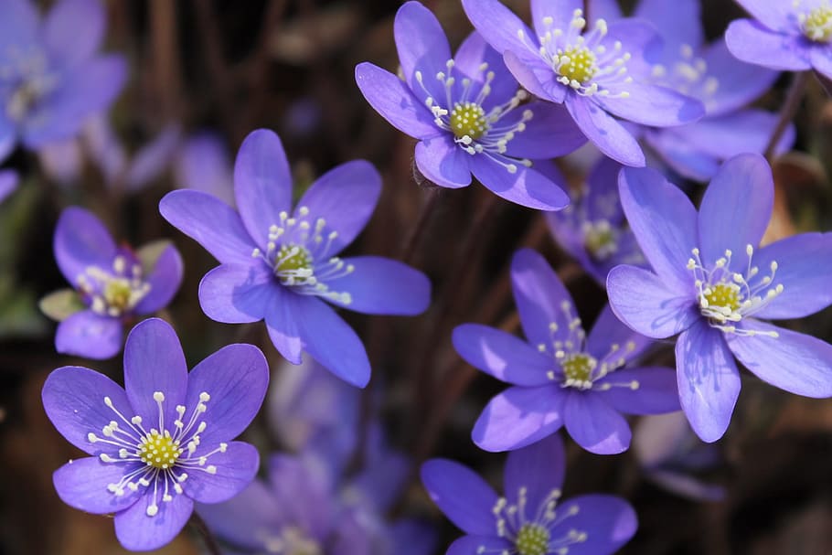 flor, hepatica, primavera, planta amb flors, vulnerabilitat, frescor, planta, fragilitat, bellesa a la natura, porpra, primer pla, pètal, creixement, cap de flor, inflorescència, naturalesa, cap gent, centrar-se en primer pla, botànica, dia, a l'aire lliure, pol·len, suavitat, 1080P