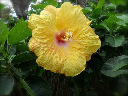 flor, hibiscus, groc, planta, planta amb flors, frescor, bellesa a la natura, creixement, primer pla, inflorescència, pètal, vulnerabilitat, cap de flor, fragilitat, full, part de la planta, naturalesa, pol·len, dia, a l'aire lliure, 2K, CC0, domini públic, lliure de regalies