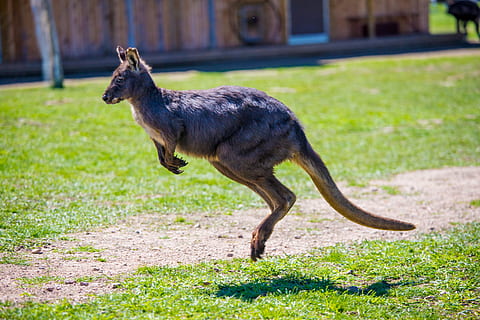 canguro, saltando, un animal, mamífero, vertebrado, fauna animal, hierba, longitud total, animales en la naturaleza, nadie, naturaleza, vista lateral, al aire libre, en pie, día, centrarse en primer plano, planta, pájaro, animales domesticos, vista de perfil, 5K, CC0, dominio público, libre de derechos