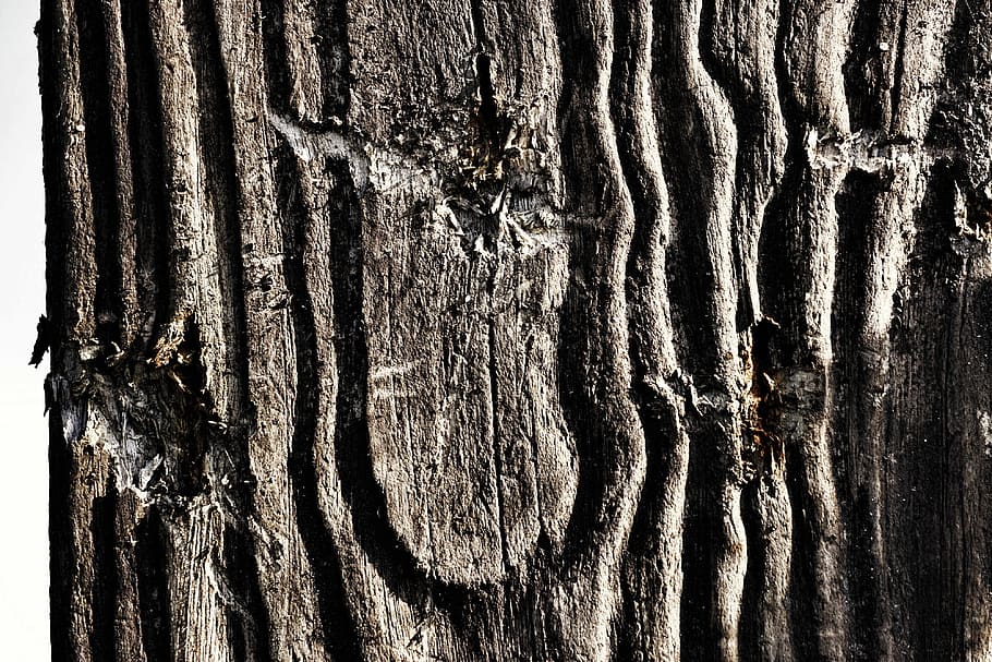 fusta, estructura, fons, gra, textura, vell, danys, gra de fusta, esquerdes, arbre, naturalesa, tronc de l'arbre, material de fusta, escorça, patró, marró, primer pla, bosc, resum, aspre, macro, material, fusta nuada, marc complet, tronc, cap gent, patró natural, escorça de la planta, planta, a l'aire lliure, dia, efecte texturat, 4K