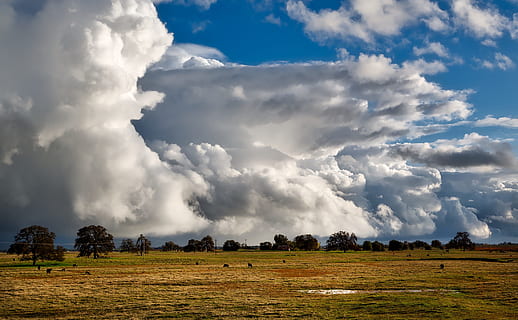 græsfelt, himmel, skyer, cloudscape, forplumret, surrealistisk, figurer, smuk, sommer, hdr, kvæg, gård, ranch, landdistrikterne, landskab, naturskøn, maleriske, idyllisk, natur, udendørs, eng, Mark, pastorale, træer, vejr, california, sky - himmel, skønhed i naturen, miljø, rolig scene, plante, jord, ro, træ, scenics - natur, ingen mennesker, landlige scene, dag, landbrug, ikke-urbane scene, ildevarslende, 1080P, CC0, offentligt domæne, royaltyfrie