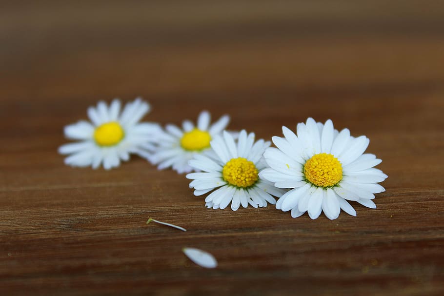 selektif, fotografi fokus, bunga putih dan kuning, bunga aster, bunga-bunga, putih, musim semi, dekat, alam, bunga runcing, flora, berkembang, pertanda musim semi, deco, dekorasi, dekoratif, bunga, tanaman chamomile, bahan kayu, kamomil, merapatkan, menanam, daun bunga, kesegaran, latar belakang, meja, dalam ruangan, tanaman berbunga, fokus selektif, kerapuhan, kerentanan, kuning, tidak ada orang, warna putih, keindahan di alam, kepala bunga, hal berkembang, balapecah, serbuk kayu, 4K