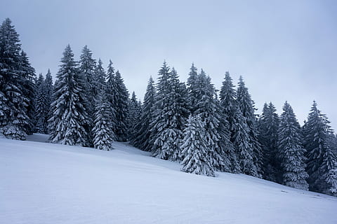 white, snow-covered, trees, snow terrain, daytime, tree, forest, snow, slope, deep, dark, dense, soft, quiet, untrodden, empty, still, winter, cold, blue hour, sky, outdoor, nature, cold temperature, land, plant, pine tree, frozen, tranquil scene, white color, landscape, scenics - nature, no people, environment, coniferous tree, mountain, beauty in nature, evergreen tree, ice, pine woodland, snowing, 5K, CC0, public domain, royalty free