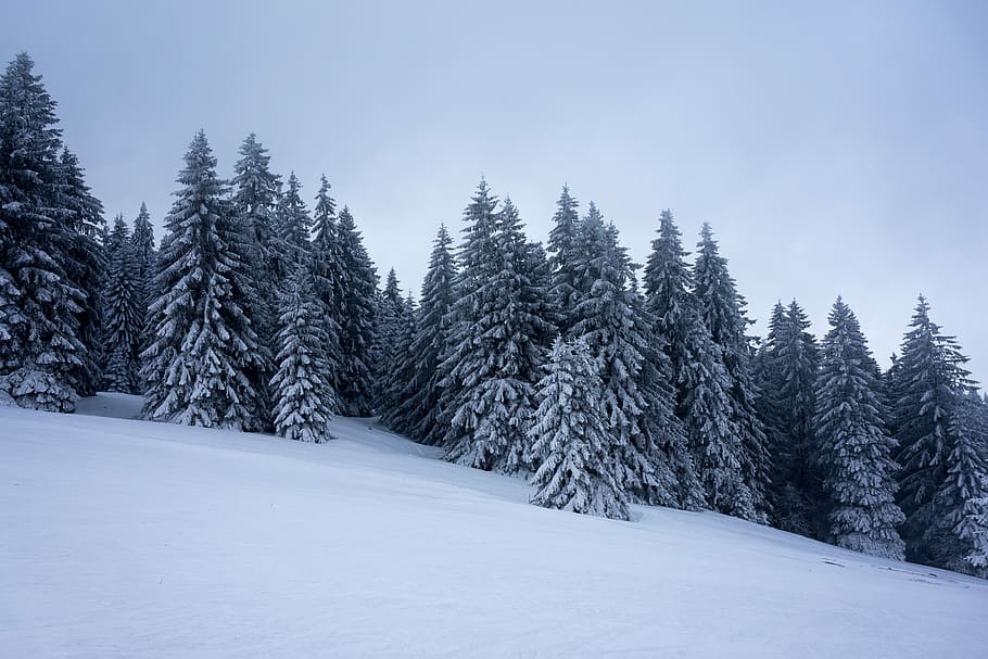blanco, cubierto de nieve, arboles, terreno nevado, tiempo de día, árbol, bosque, nieve, cuesta abajo, profundo, oscuro, denso, suave, tranquilo, descartado, vacío, todavía, invierno, frío, hora azul, cielo, al aire libre, naturaleza, temperatura fría, tierra, planta, Pino, congelado, escena tranquila, el color blanco, paisaje, paisajes - naturaleza, nadie, ambiente, árbol conífero, montaña, belleza en la naturaleza, árbol de hoja perenne, hielo, bosque de pinos, nevando, 5K